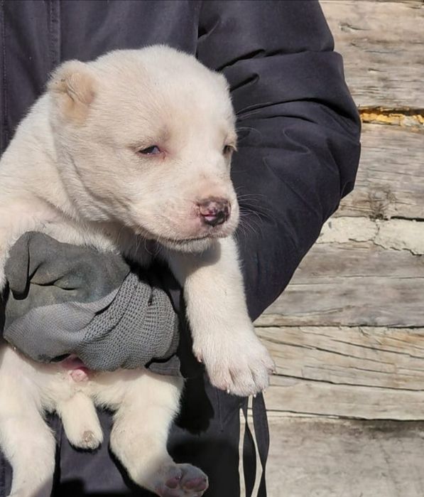 Продам щенков Алабая