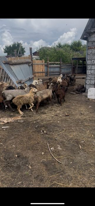 Продам баранов 70 голов