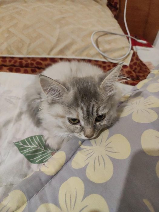 Продается красивую котёнока 3 месяца