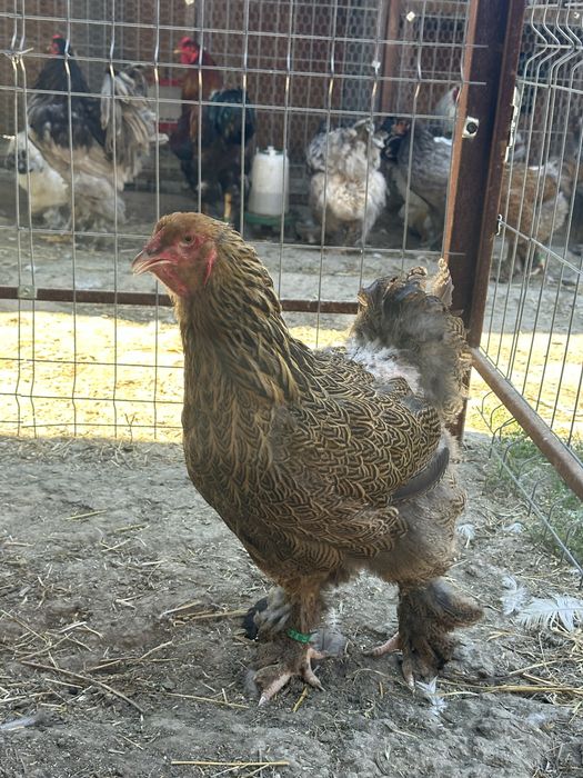 Disponibile 3 gaini brahma potarnichiu