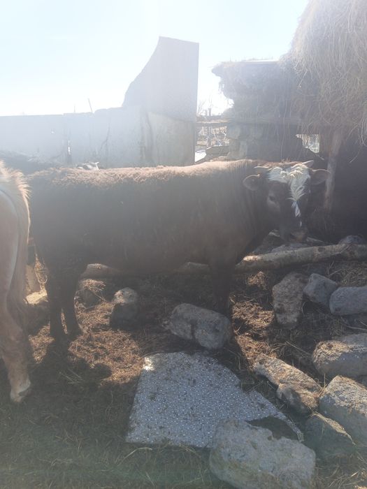 Продам бычков 15 голов