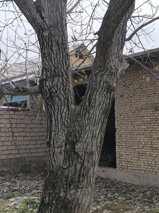 Yong'oq daraxti sotiladi