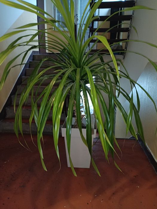 Палма Панданус , Драцена цвете в саксия