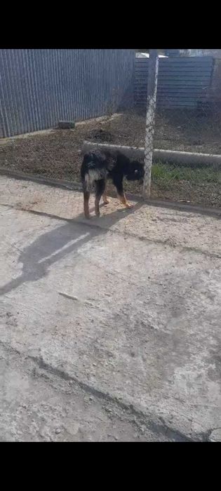 В добрые руки пристраивается пес