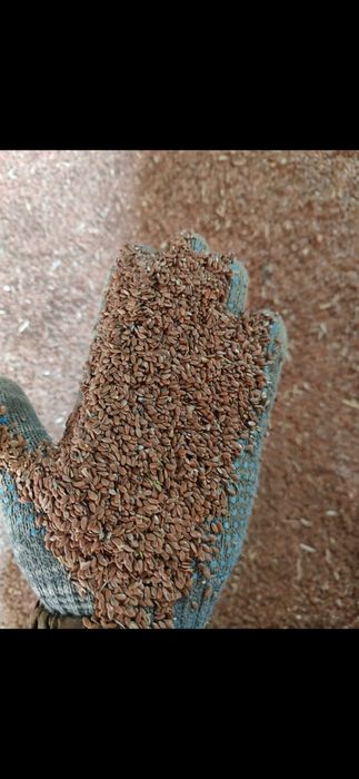 Лён коричневый *