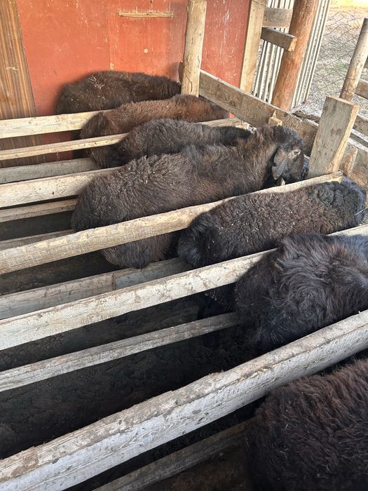 Семіз қошқарлар бар