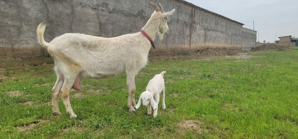 Тозза Zanen сутга!
