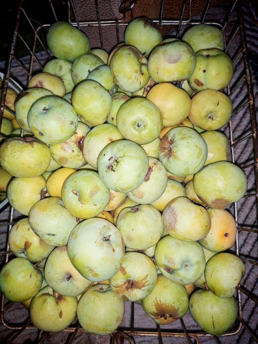 Продам яблоки дачные
