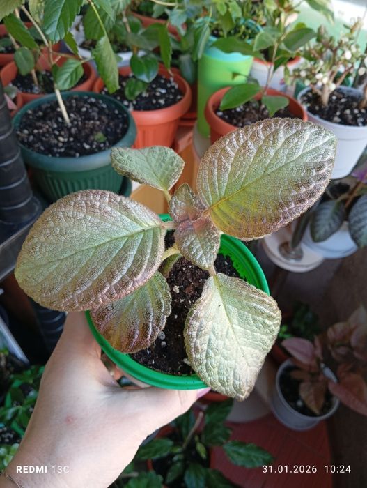 Продам цветы по 1000 тенге