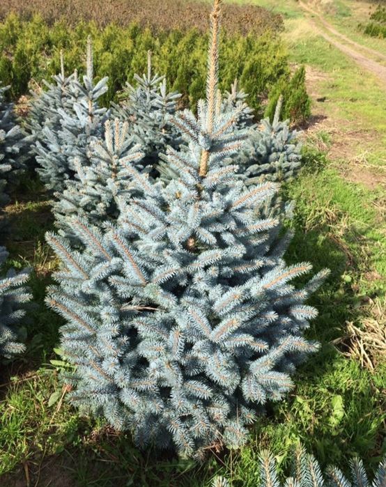 Italiya va Turkiyadan keltirilgan ideal turlar