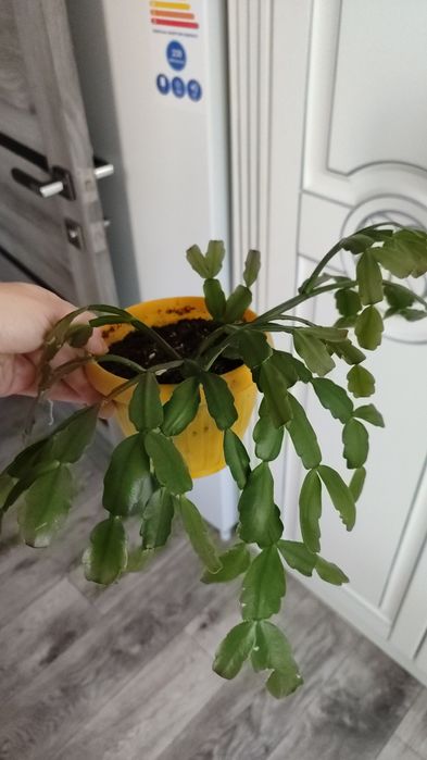 Хлорофитум и другие цветы