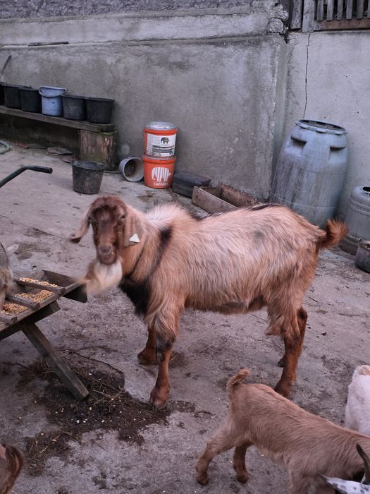 Țap nubian pentru prasila.