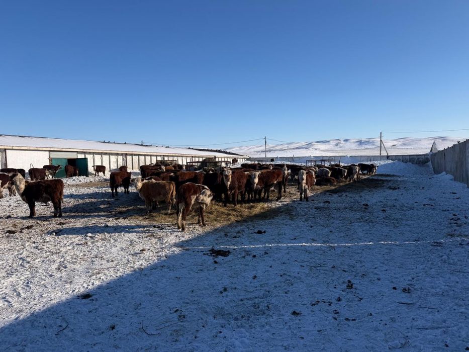 Торпақтар сатылады