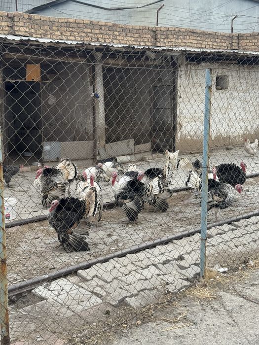 Kurka индюк sotish yoki so’yib berish