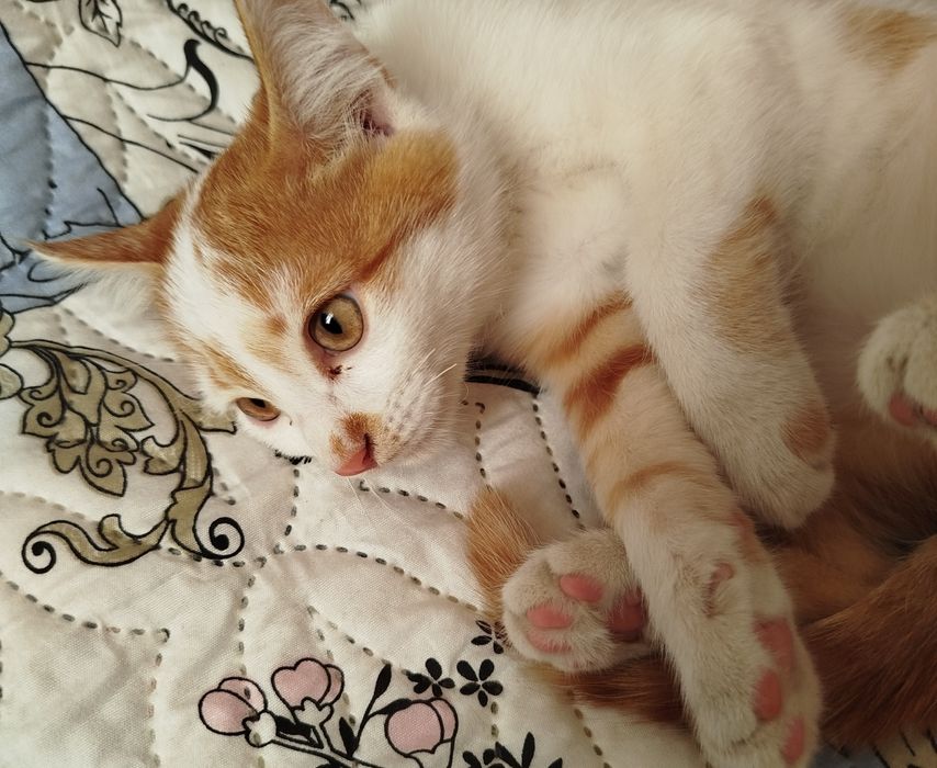 Отдаю котят в добрые руки. Приучены к лотку и хорошо едят обычную еду.