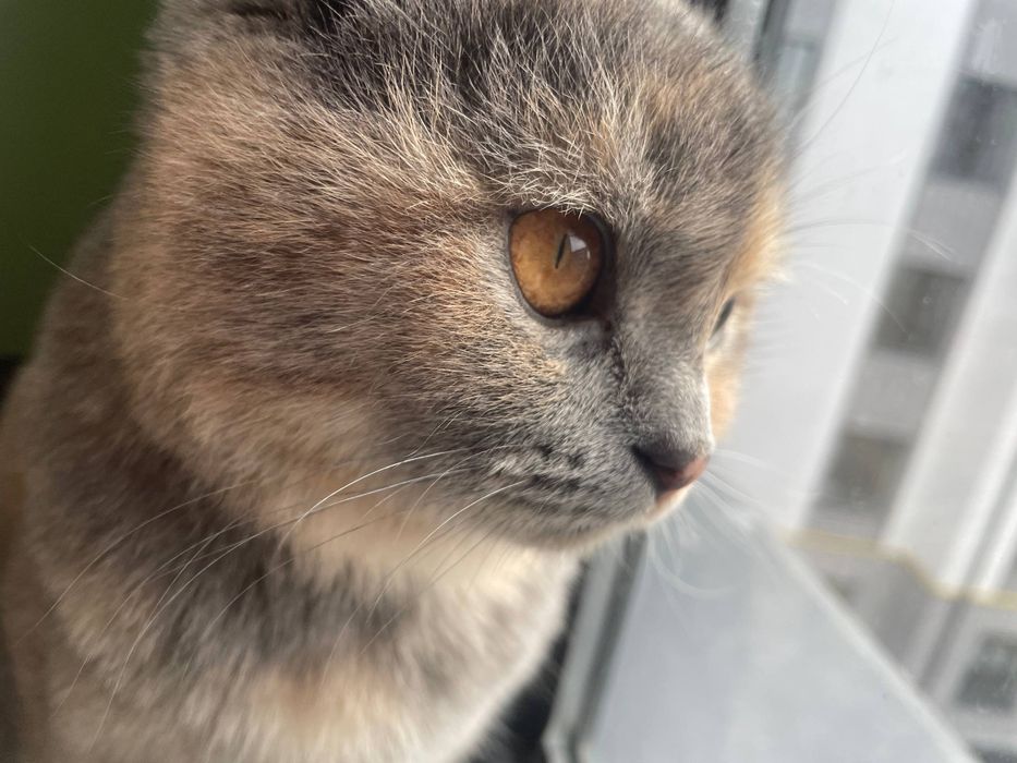 Вязкага угил бола мушукларни таклиф киламиз