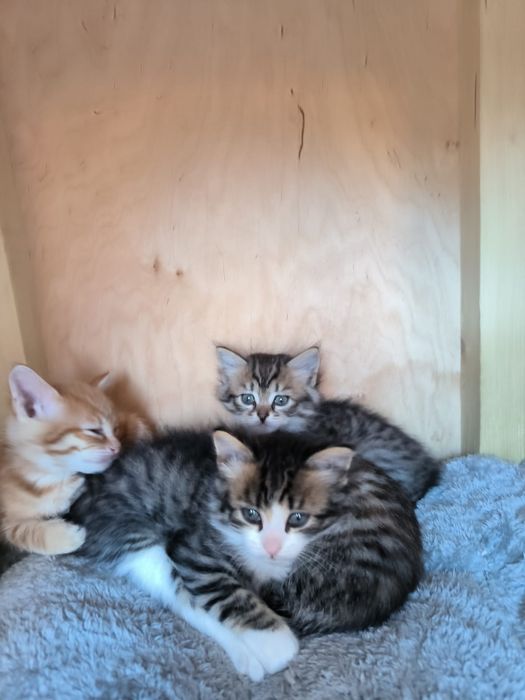 Котят отдам в добрые руки