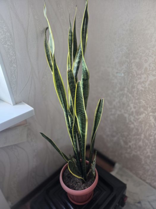 Продам сансиверия