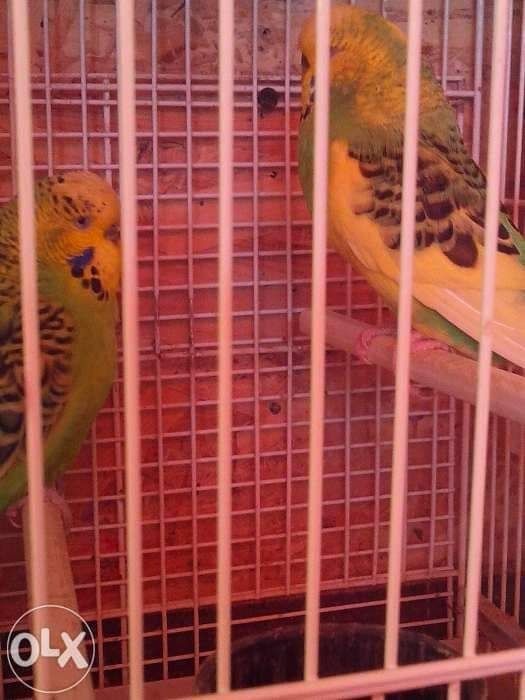 Vand papagali , peruși , toate culorile