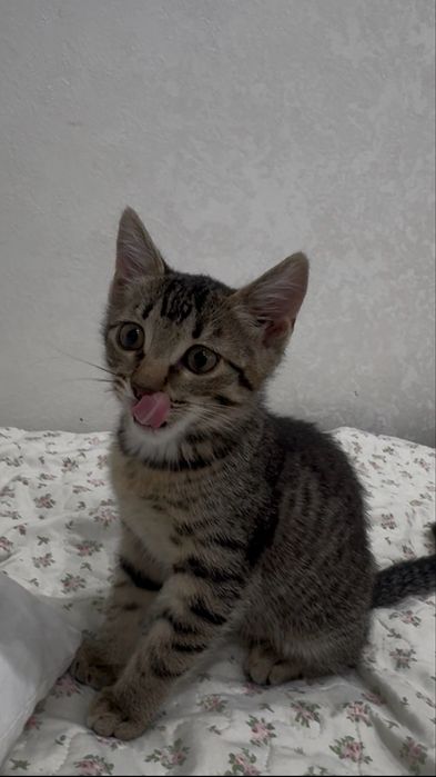 Мышелов котенок отдаем в добрые руки