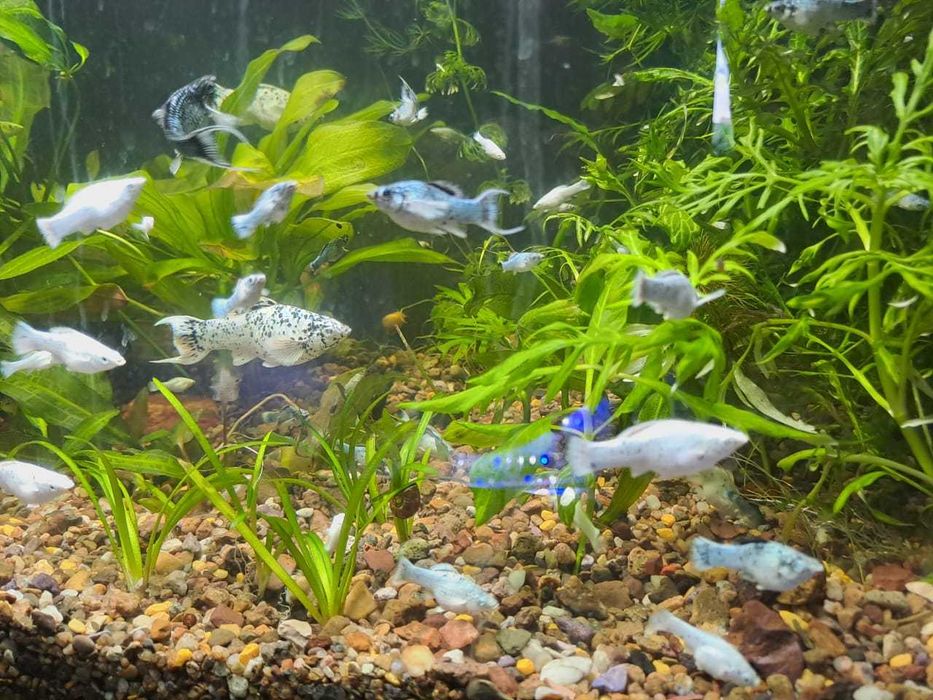 моллинезия  далматинец