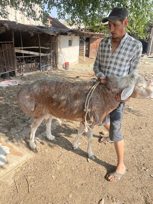 Arashan qirgiz quchqor