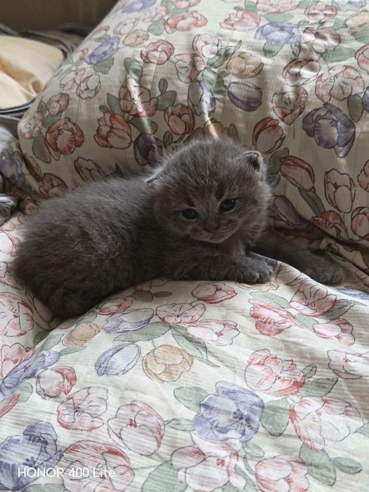 Британский мушукчалар