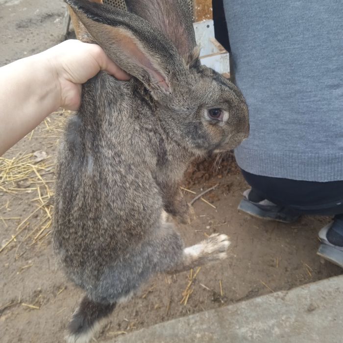 Кролики продаются порода флендр 8 месячные один самка один самец