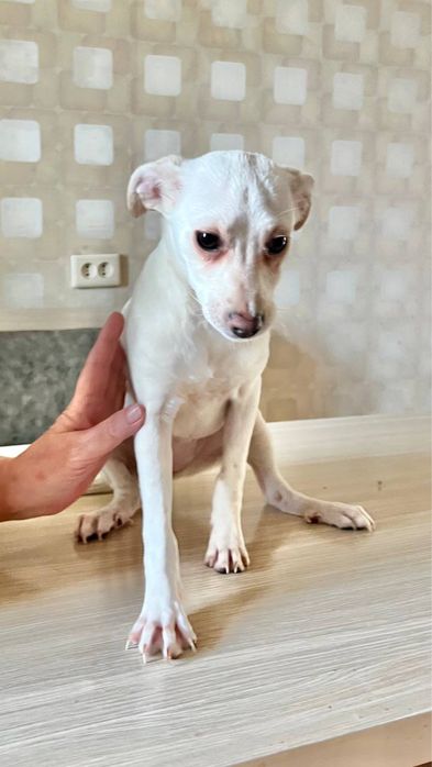 Девочка Юта ищет дом и семью!