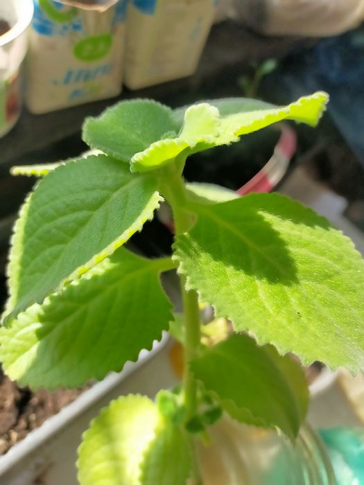 Продам цветы укорененные