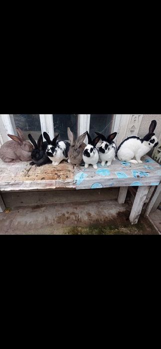 Iepuroaice gestante și pui 3-4 luni de vânzare