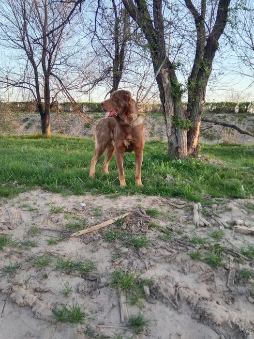 Төбет сатылады.