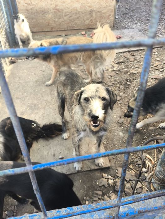 Собаки в хорошие руки