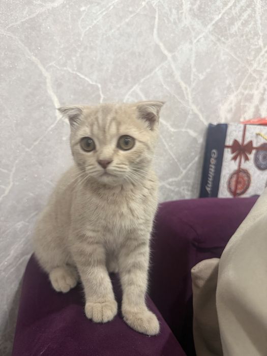 Отдам даром котенка скоттиш фолд