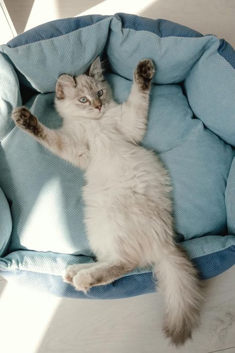 Котенок Айва ищет свой дом!