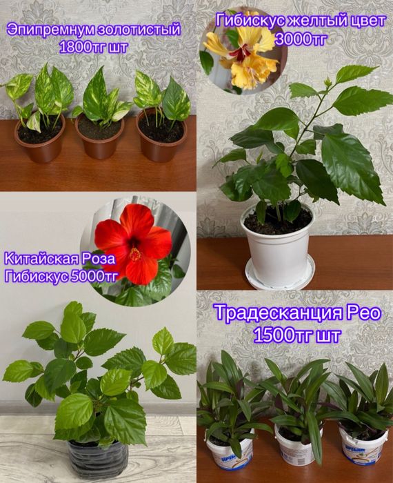 Комнатные цветы цветы цветы