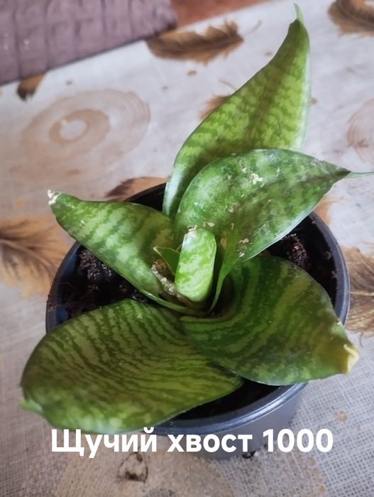 Продам комнатные растения