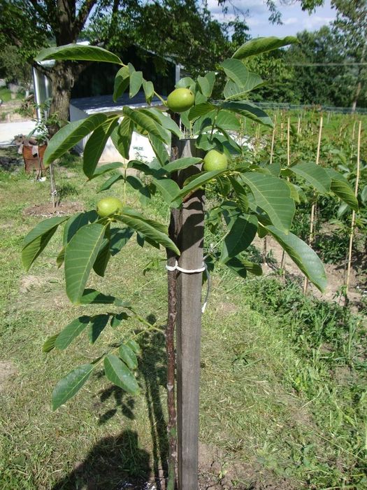 Puieti de nuc altoiti