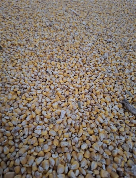 Porumb și grâu 2025