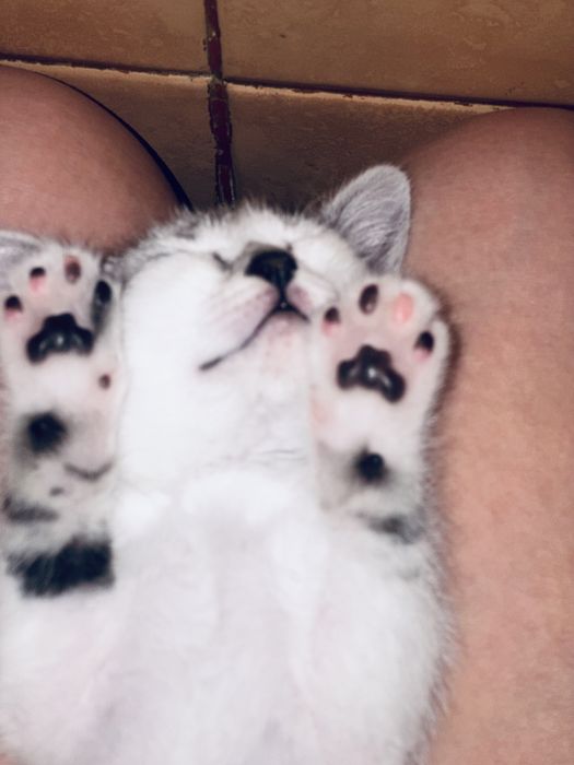 Отдадим милого нежного игривого катенка.