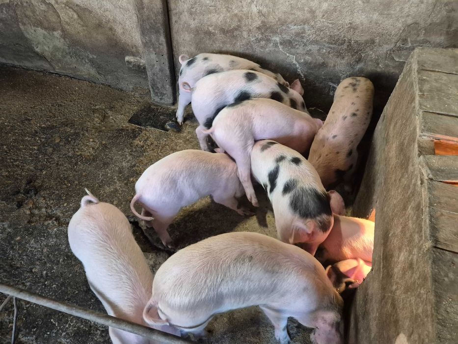 Малки прасета за угояване