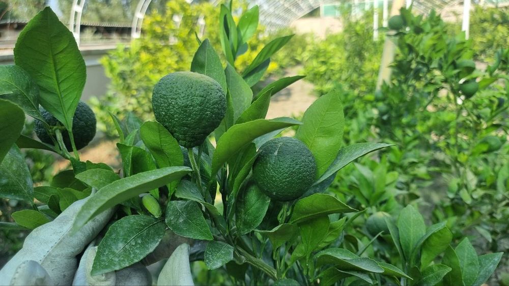 Mandarin koʻchatlari sotiladi