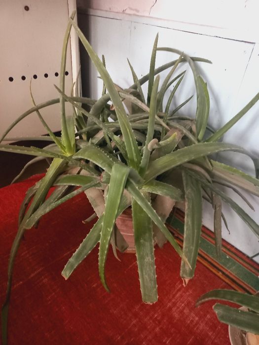Aloe vera kafolat bn zòr òsadi.