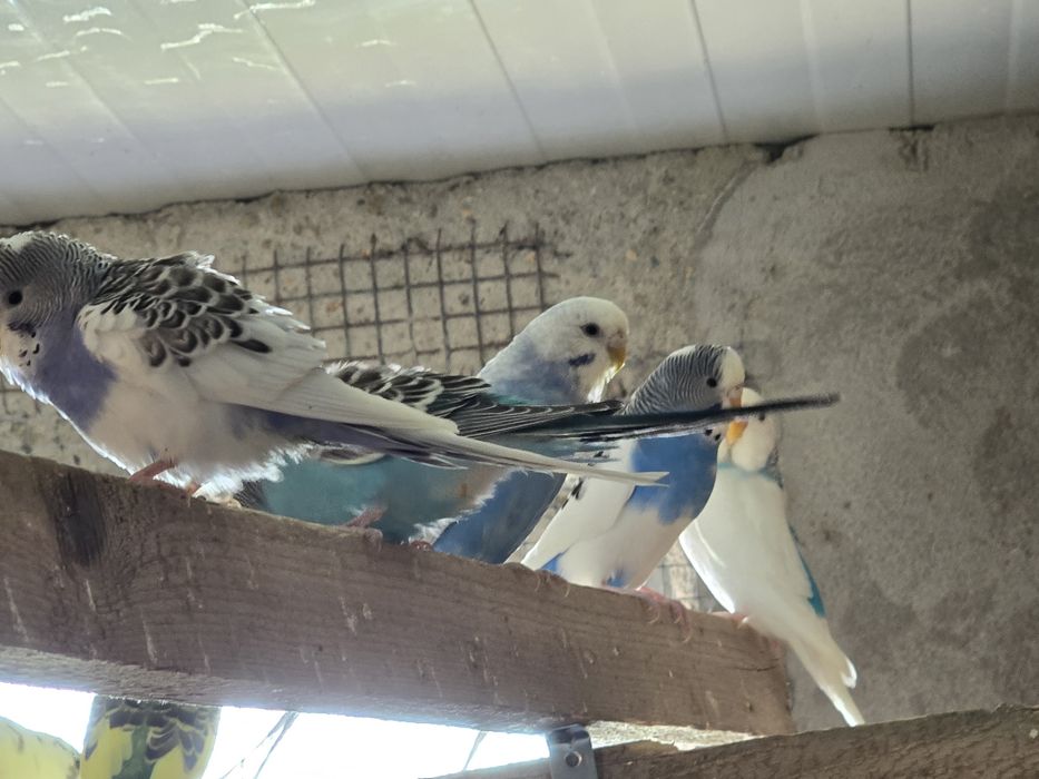 Papagali perusi en-gros