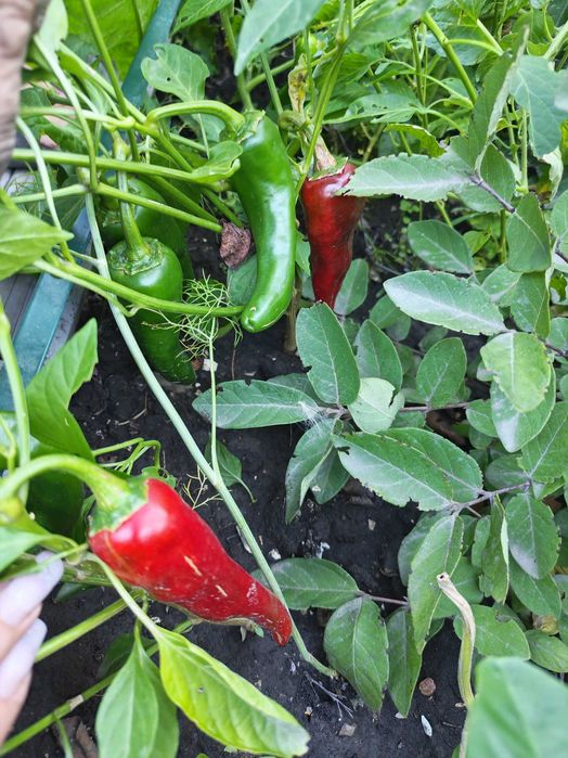 Продам горький перец