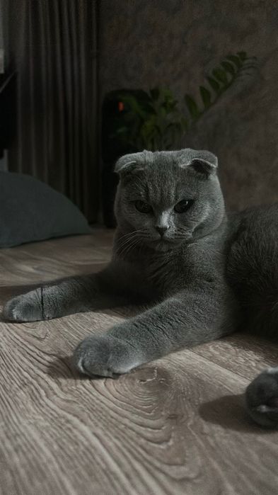 Продам кота, британец вислоухий