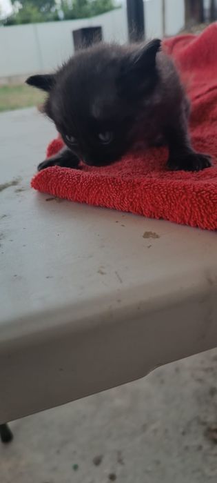 Отдам в добрые руки котят