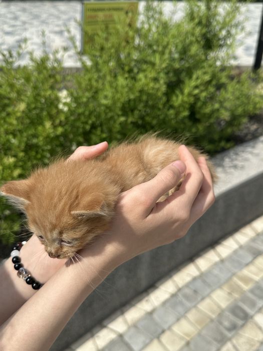 Котенок потеряшка