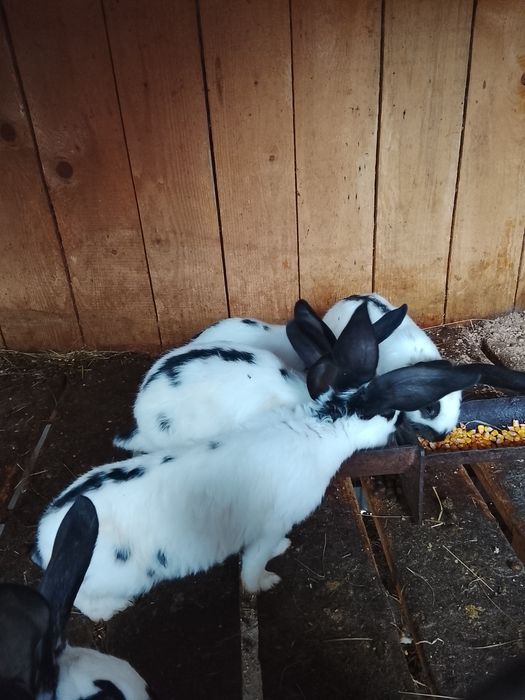 Vând iepuri fluture german