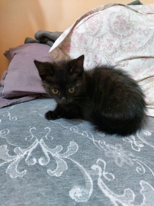 Котёнок 3 месяца